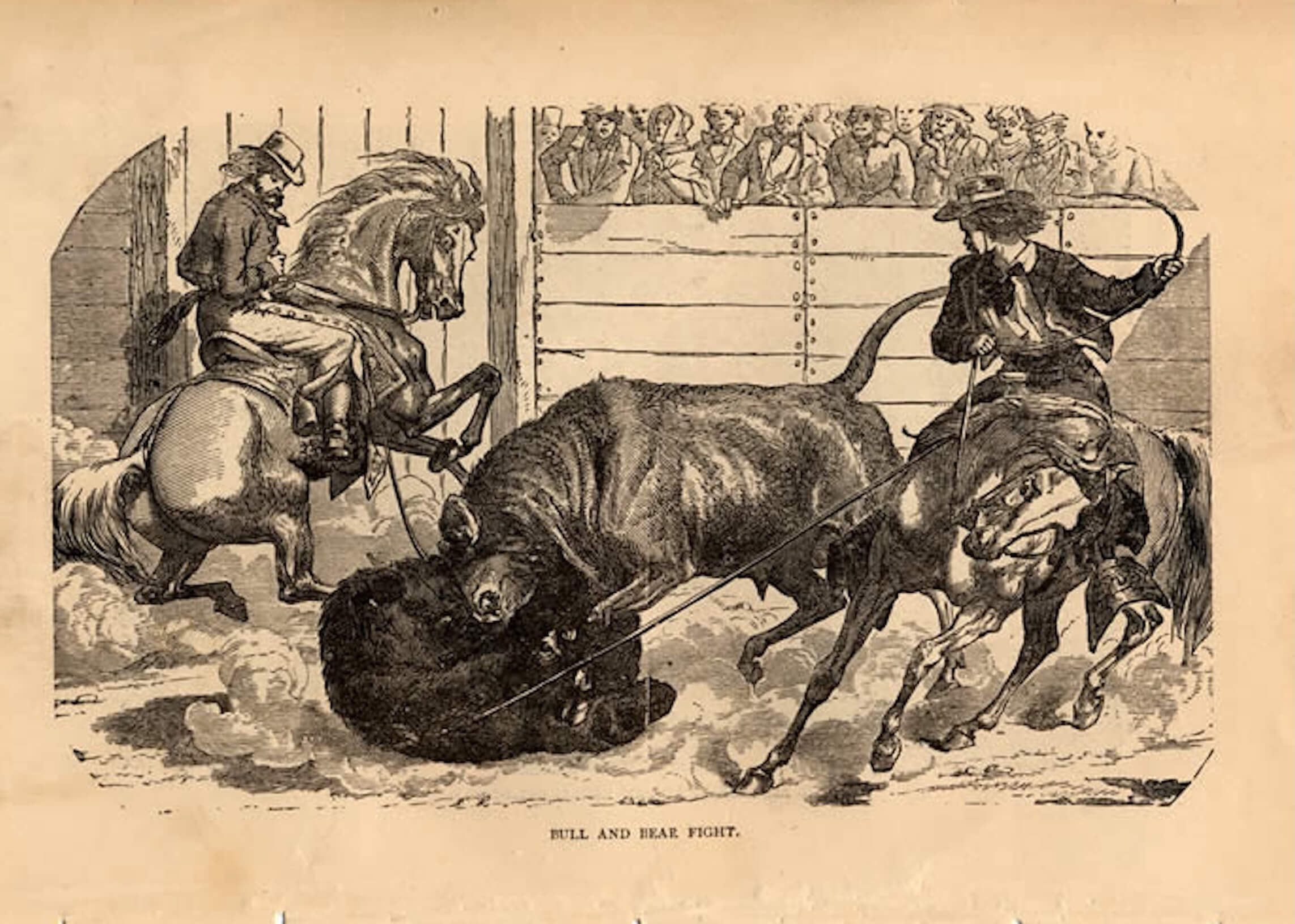 Bull and bear fight 1854